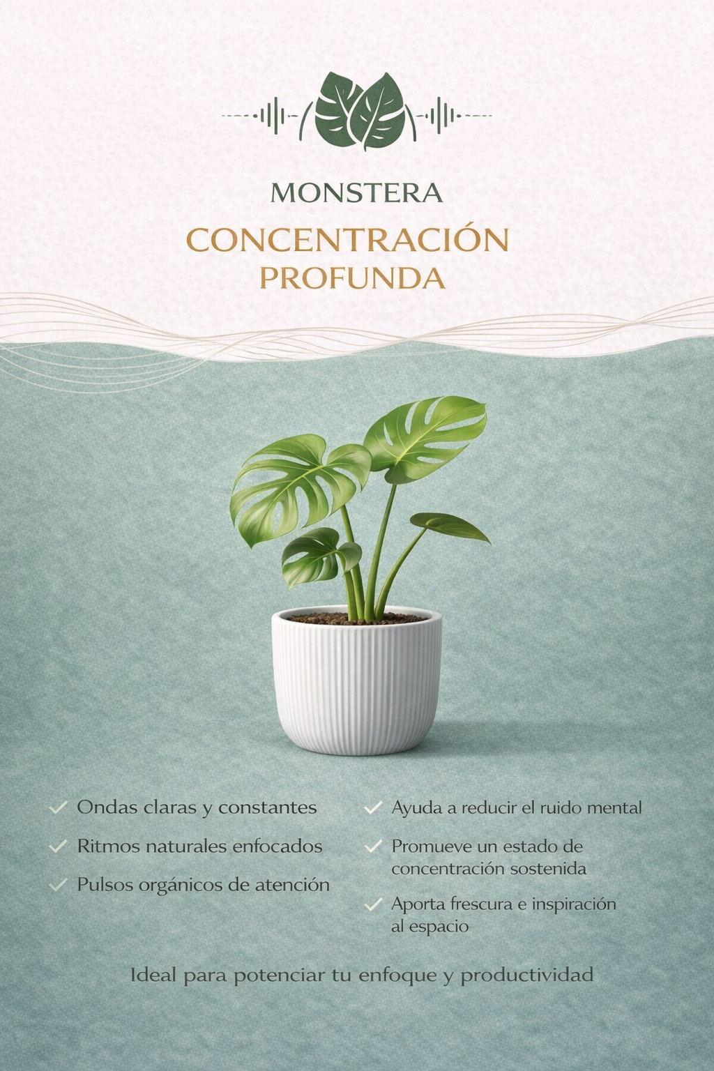 Monstera + Concentración