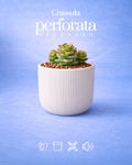 Crassula perforata