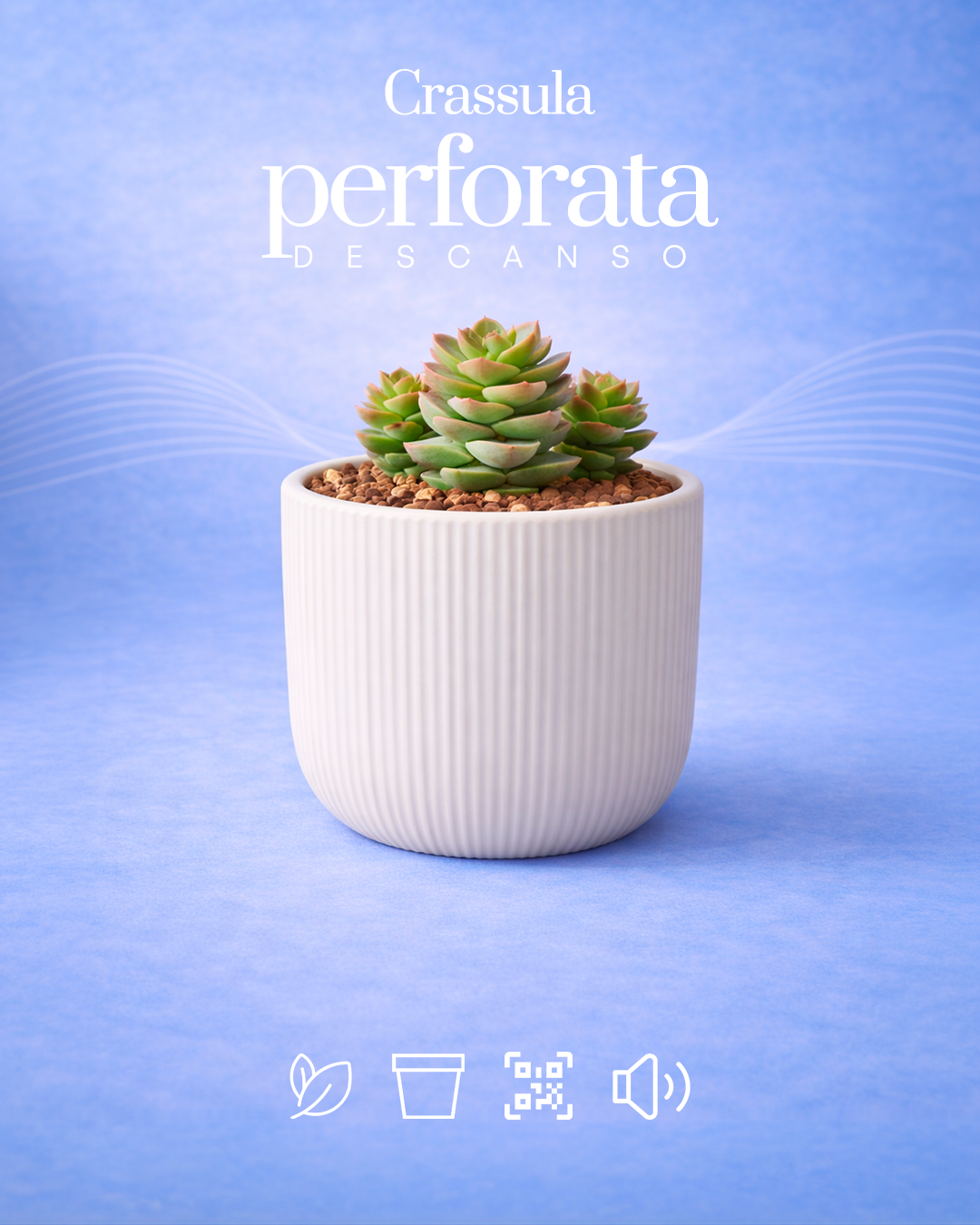 Crassula perforata