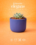 Echeveria elegans