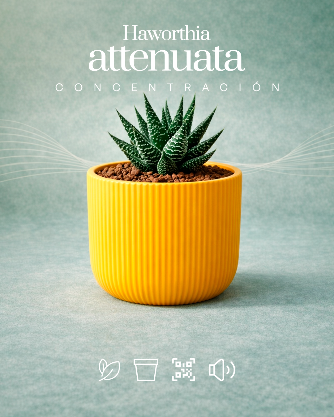 Haworthia attenuata