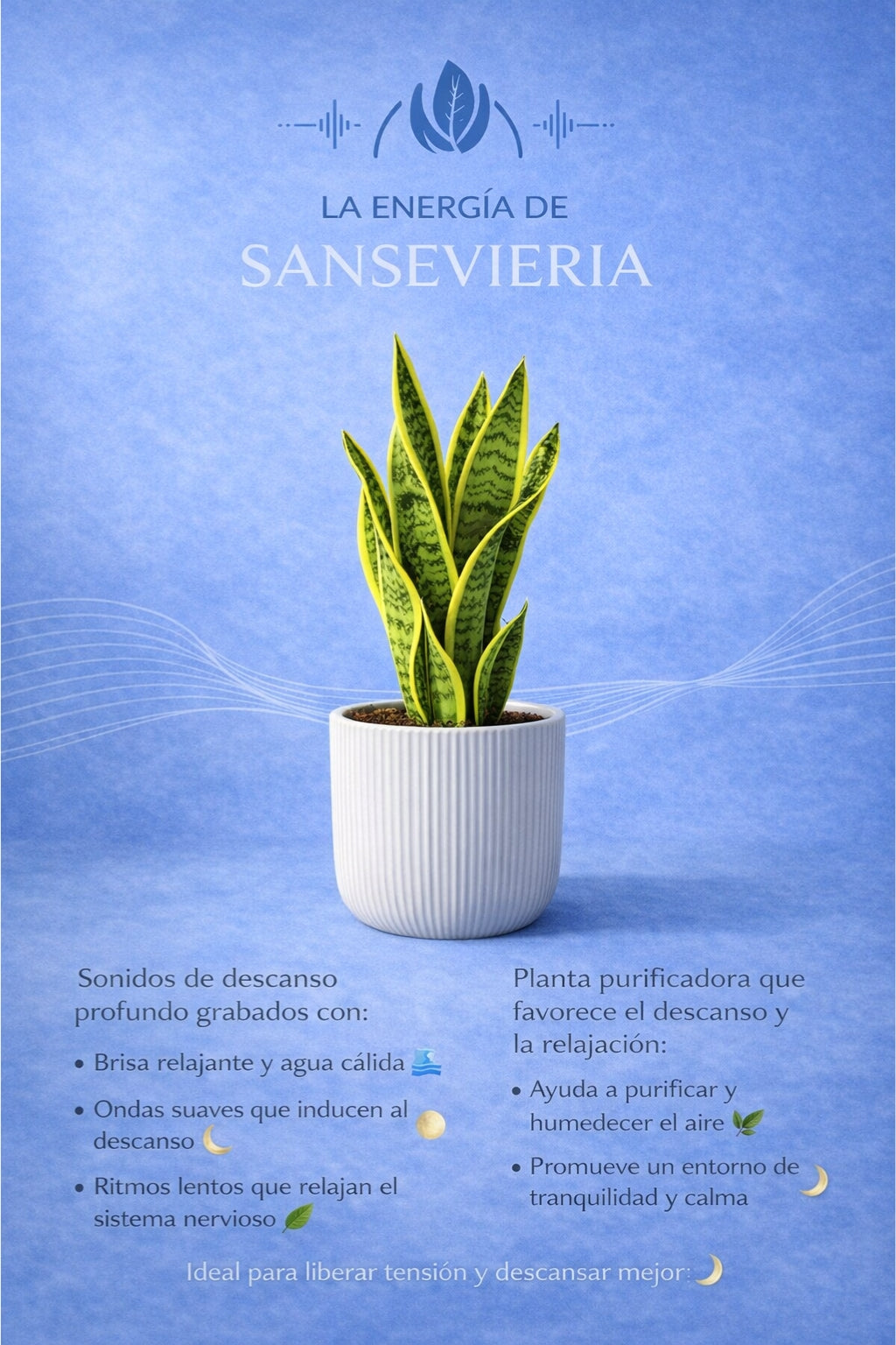 Sansevieria + Descanso