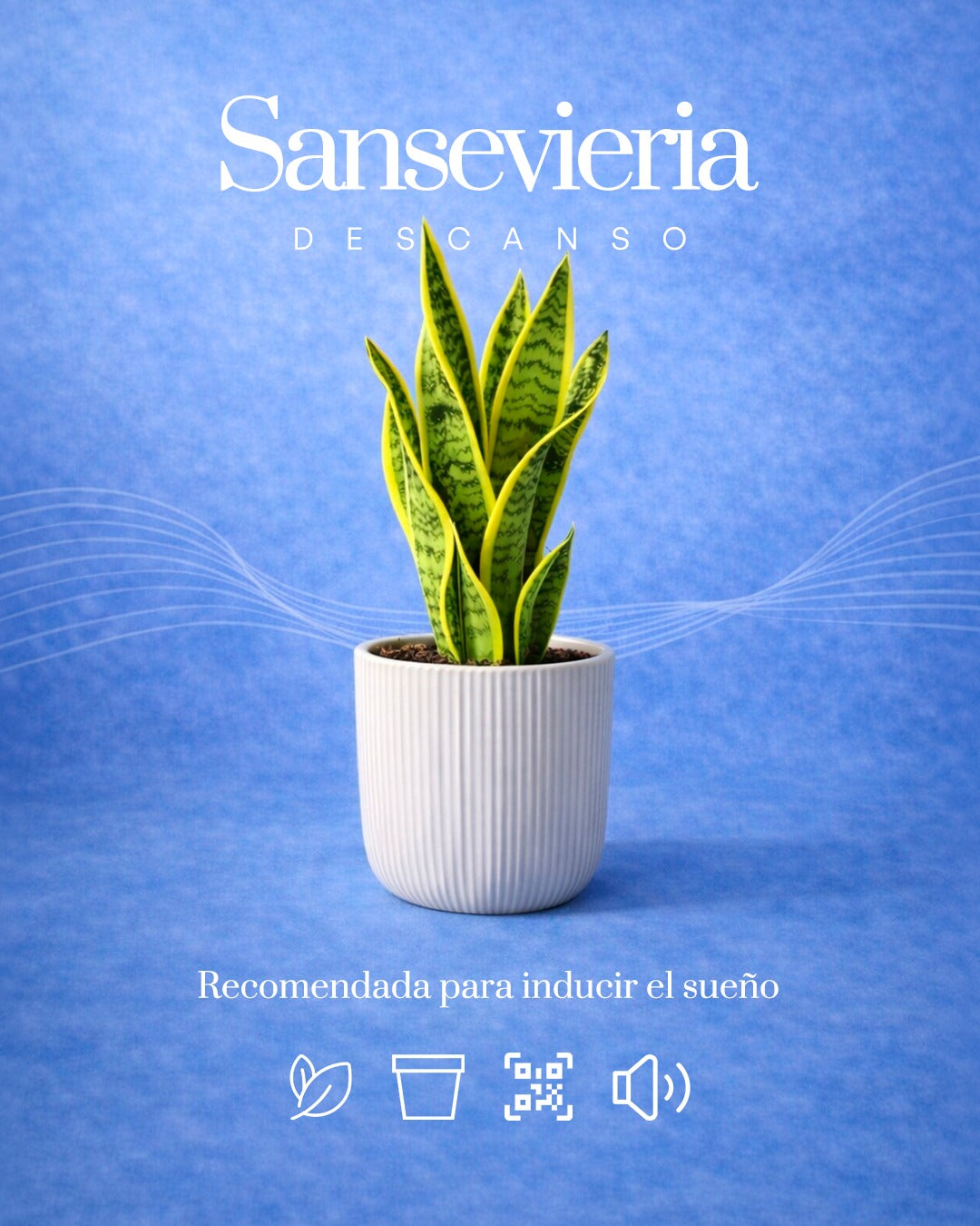 Sansevieria + Descanso