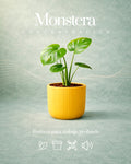 Monstera + Concentración