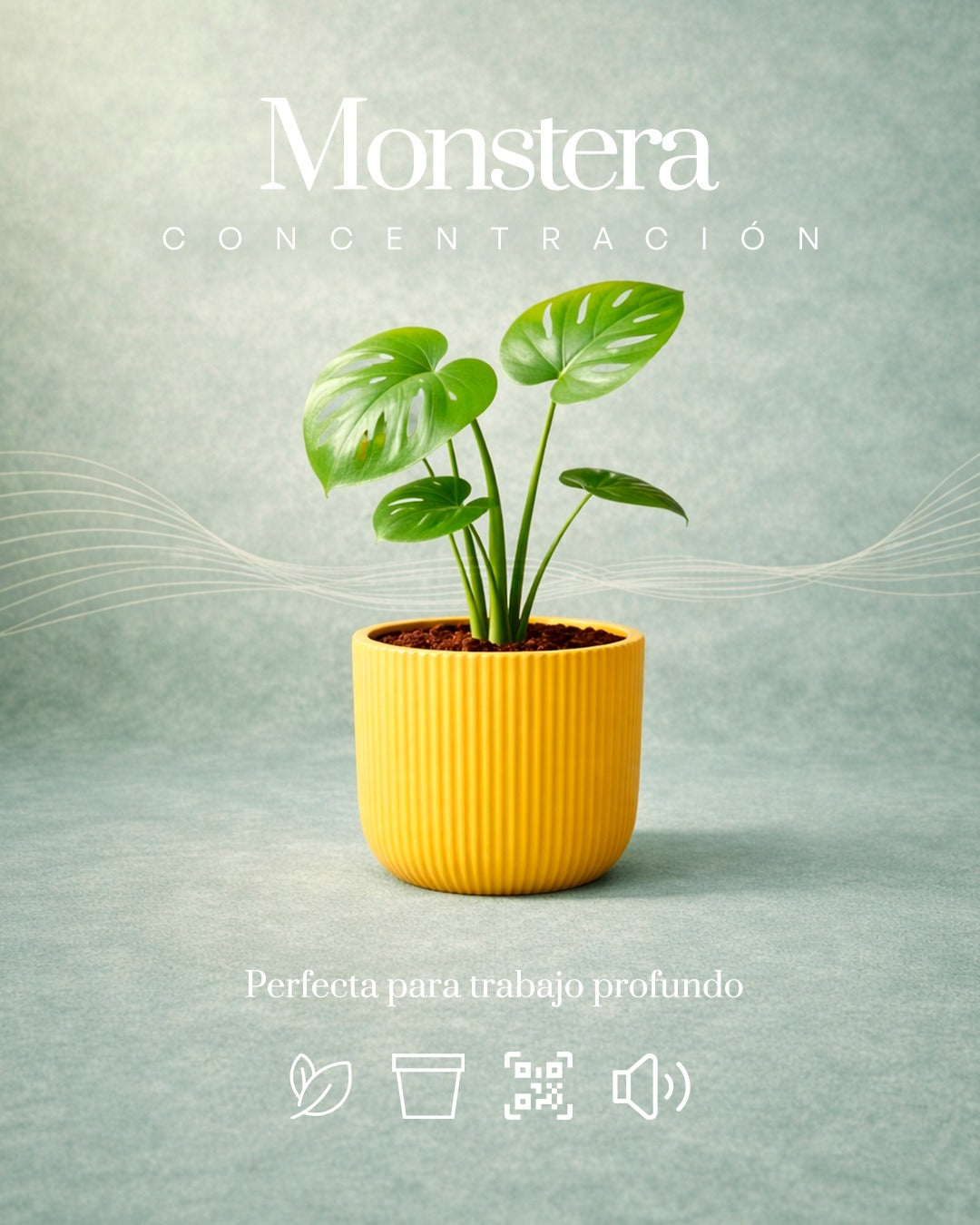 Monstera + Concentración