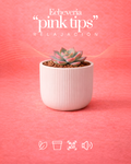 Echeveria “pink tips” híbrida