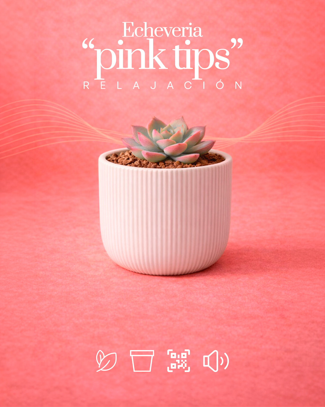 Echeveria “pink tips” híbrida